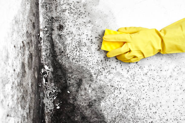 Best Fast Mold Removal  in Joseph City, AZ