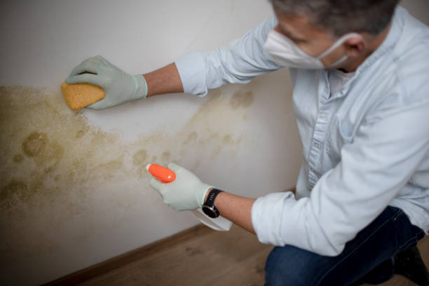 Office Mold Removal Services in Joseph City, AZ