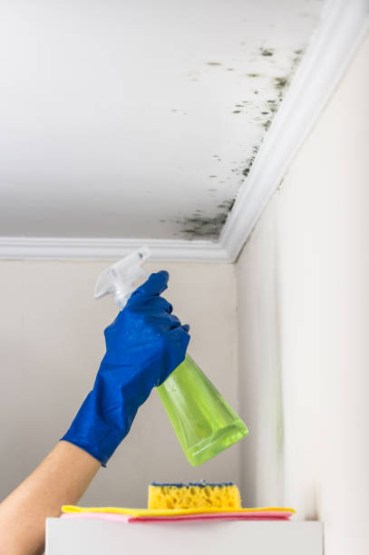 Best Commercial Mold Removal  in Joseph City, AZ